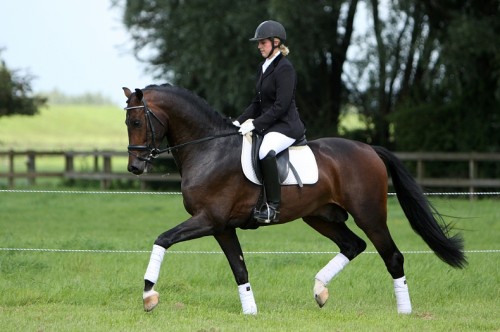 Stallion Selection - The Horse Forum